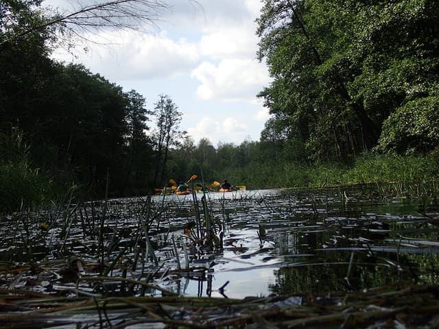 Spływy Jednodniowe - Krutyń - Iznota