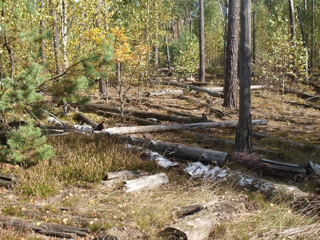 Las Ochronny Szast - Splywy.pl