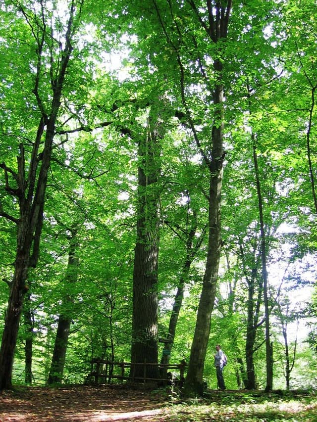 Szlak pieszy im. Karola Małłka - Splywy.pl