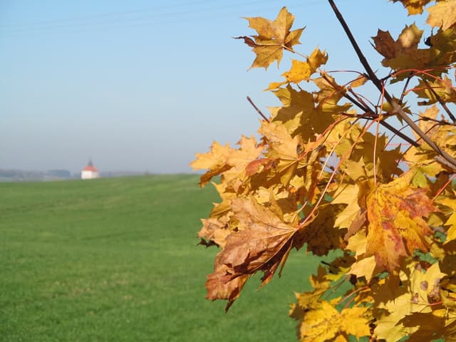 Szlak pieszy Szestno - Splywy.pl
