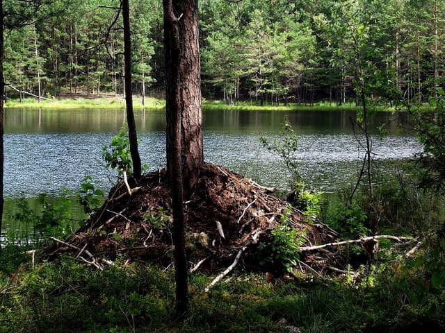 Puszcza Piska - Splywy.pl