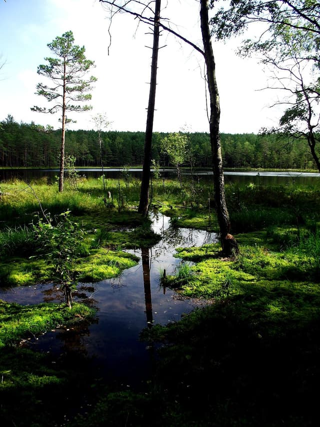 Puszcza Piska - Splywy.pl