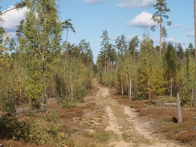 Las Ochronny Szast - Splywy.pl