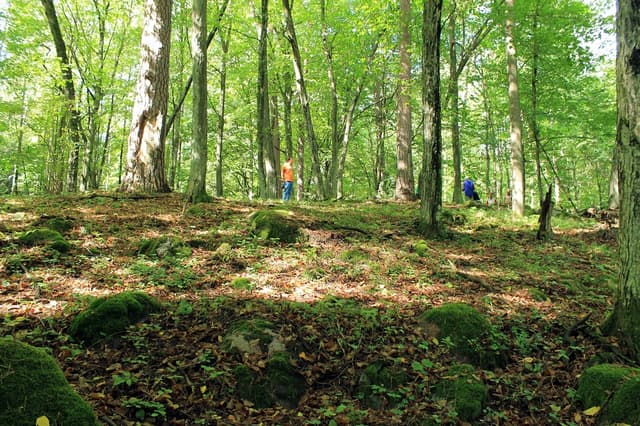 Głazowisko koło Wojnowa - Splywy.pl