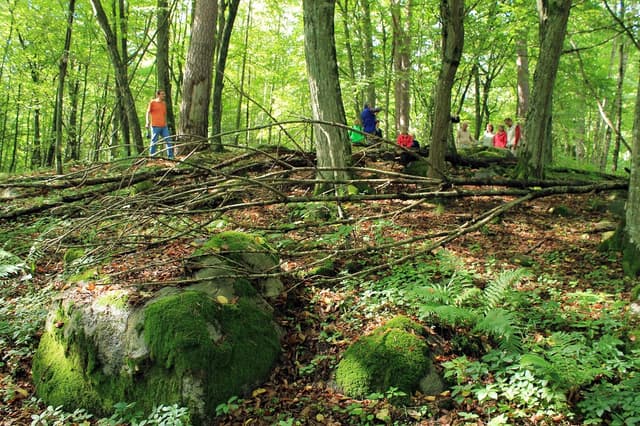 Głazowisko koło Wojnowa - Splywy.pl