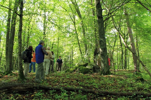 Głazowisko koło Wojnowa - Splywy.pl