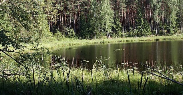 Bory Tucholskie - Splywy.pl