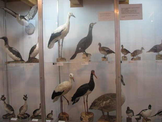 Muzeum Przyrodnicze przy Mazurskim Parku Krajobrazowym - Splywy.pl