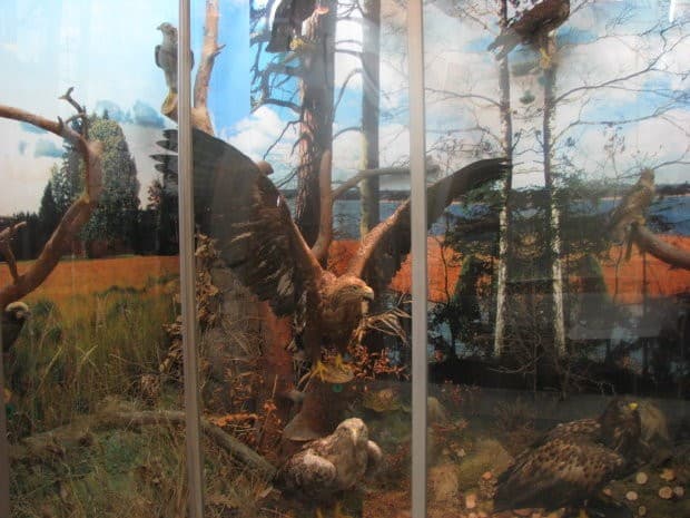Muzeum Przyrodnicze przy Mazurskim Parku Krajobrazowym - Splywy.pl