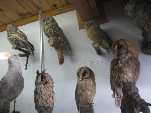 Muzeum Przyrodnicze przy Mazurskim Parku Krajobrazowym - Splywy.pl