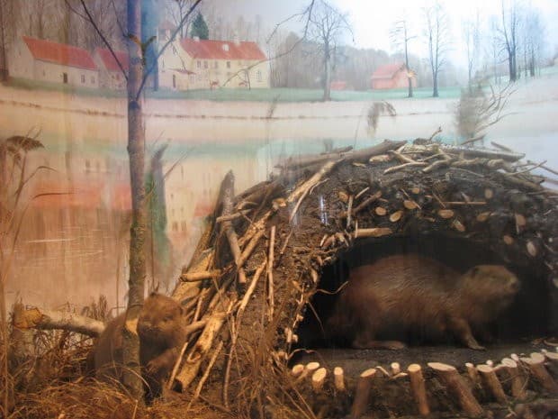 Muzeum Przyrodnicze przy Mazurskim Parku Krajobrazowym - Splywy.pl