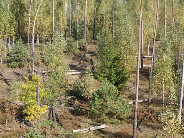 Las Ochronny Szast - Splywy.pl