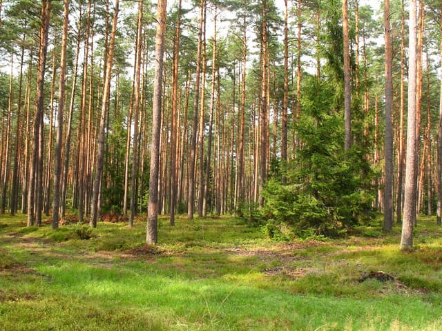 Szlak rowerowy Pętla Bełdany - Splywy.pl