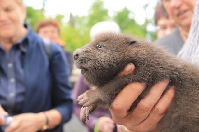 Muzeum i stacja badawcza PAN w Popielnie - Splywy.pl