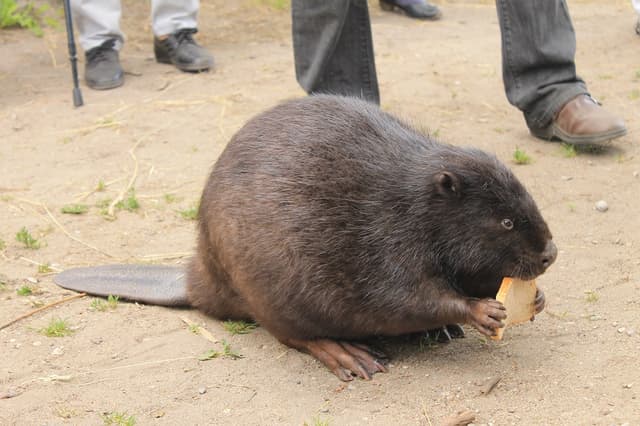 Muzeum i stacja badawcza PAN w Popielnie - Splywy.pl