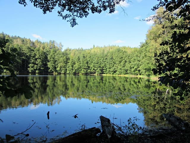 Lasy Sorkwickie - Splywy.pl