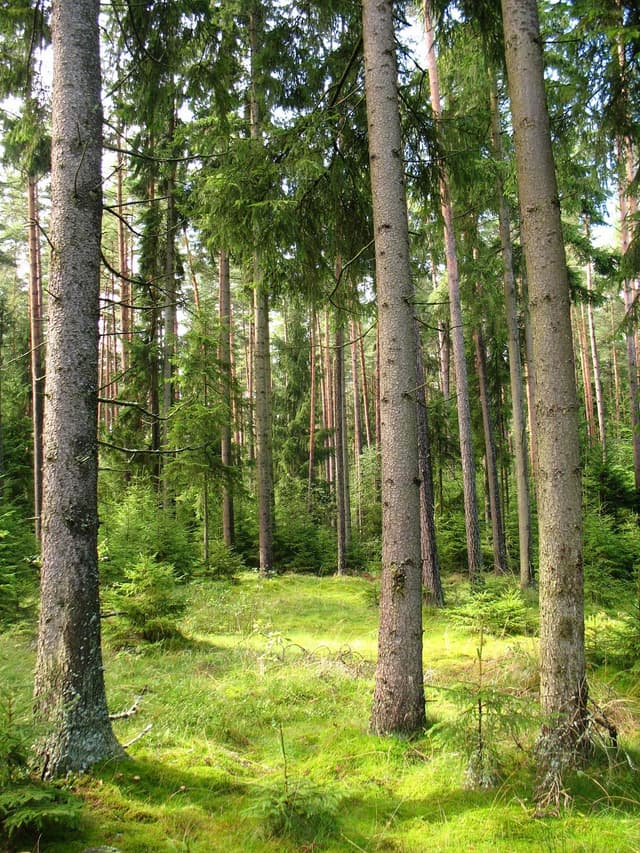 Lasy Sorkwickie - Splywy.pl