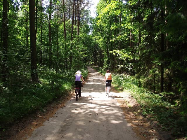 Lasy Sorkwickie - Splywy.pl