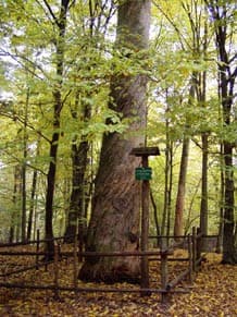 Rezerwat Królewska Sosna i jej pomniki - Splywy.pl