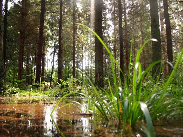 Szlak rowerowy Lasy Sorkwickie - Splywy.pl