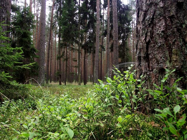 Puszcza Piska - Splywy.pl