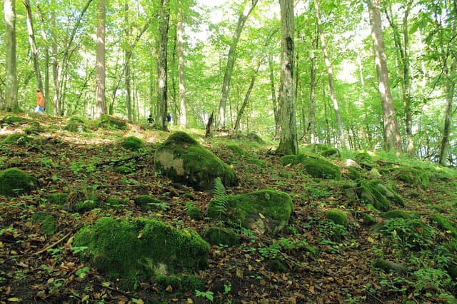 Głazowisko koło Wojnowa - Splywy.pl