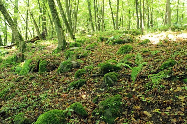 Głazowisko koło Wojnowa - Splywy.pl