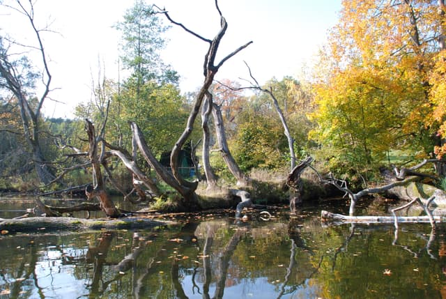 Krutynia - powalony Dąb