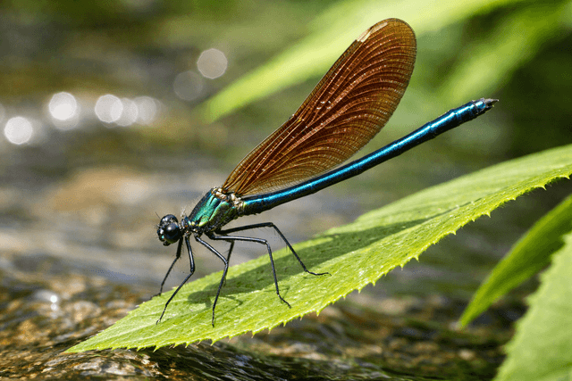 ważka Miedziopiers Polnocna
