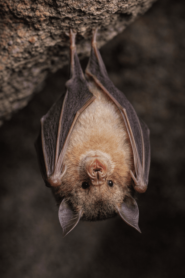 Podkowiec Mały Nietoperz