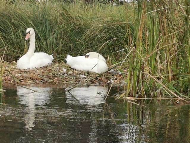 Łabędzie na gnieździe na szlaku Krutynia