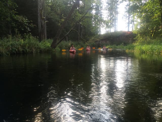 W Puszczy Maćkowa Ruda  - Sarnetki 