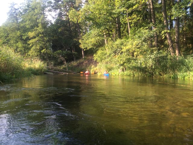 Kajakarze wpływający w dziki odcinek Puszczy Augustowskiej – wysokie skarpy i powalone drzewa na Czarnej Hańczy