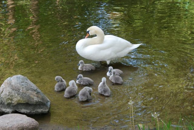Łabędzie nad Krutynią