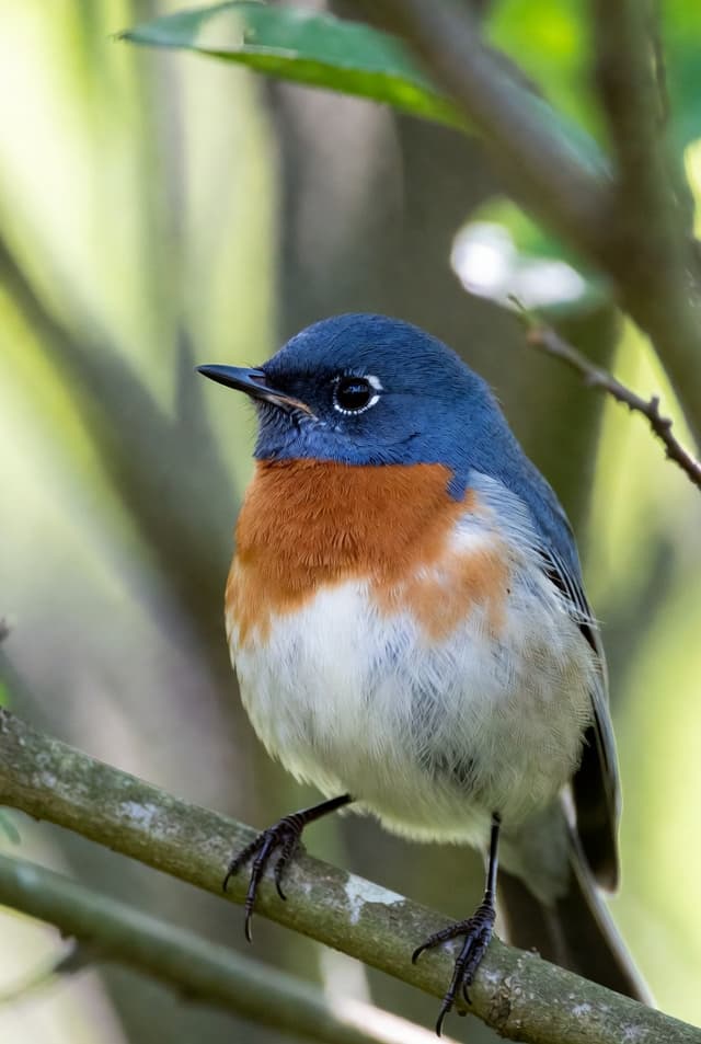 muchowka-mala-nad-Krutynia