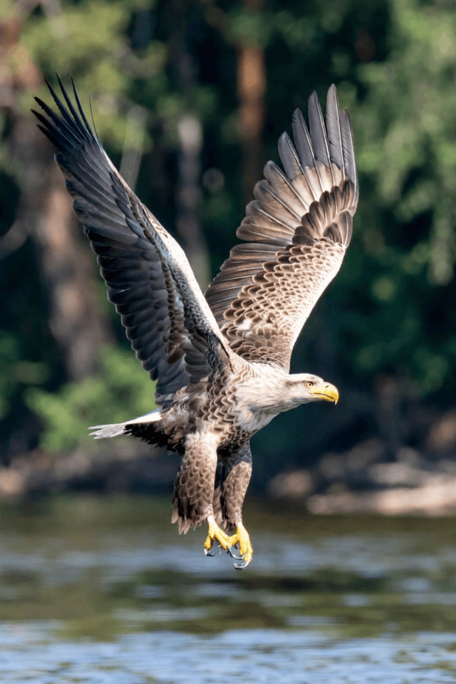 Orzeł bielik nad Krutynią