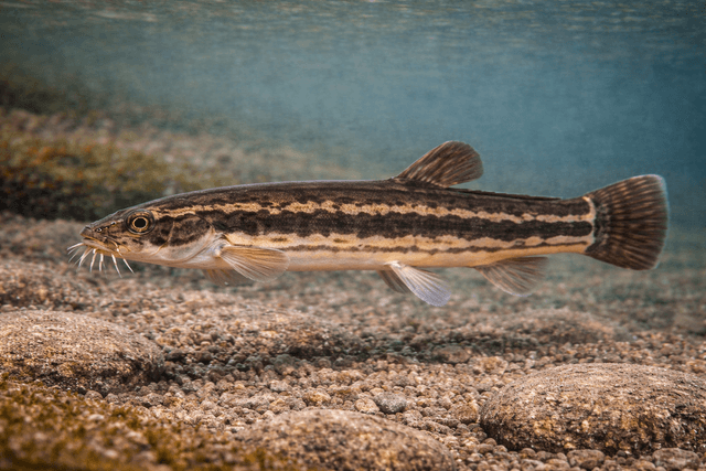 Piskorz przy dnie rzeki Krutynia