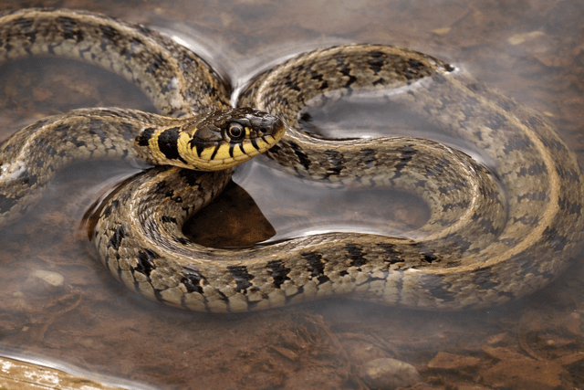 zaskroniec zwyczajny w płytkiej wodzie