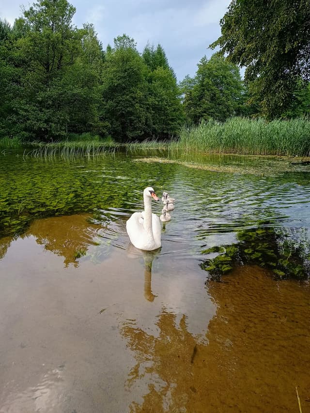Rodzina łabędzi na rzece – kajaki Czarna Hańcza to bliski kontakt z naturą w Maćkowej Rudzie.