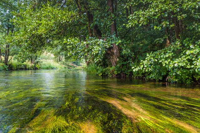 Dolina Rospudy - rzeka Rospuda