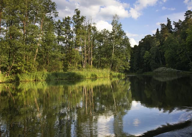 Puszcza Augustowska w Dolinie Rospudy.