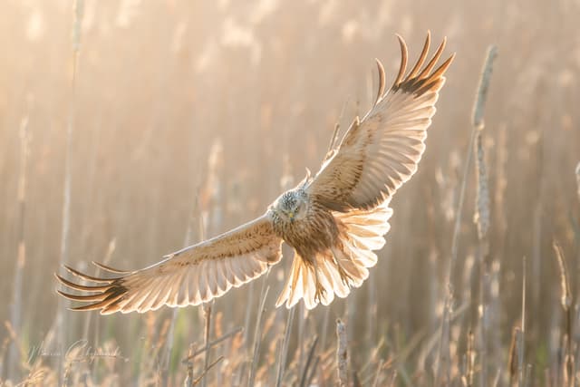 Błotniak stawowy nad Krutynią