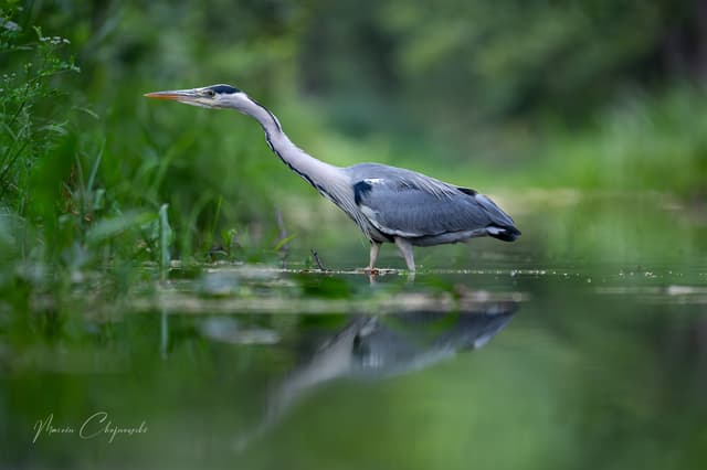 Czapla siwa nad Krutynią