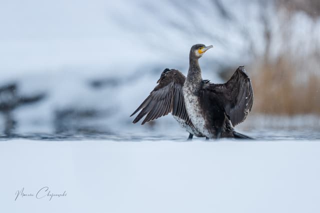Kormoran na szlaku Krutynia