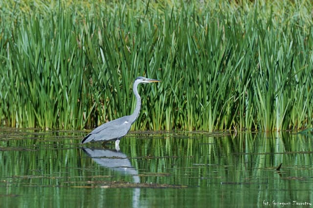 Czapla Siwa na rzece Krutynia