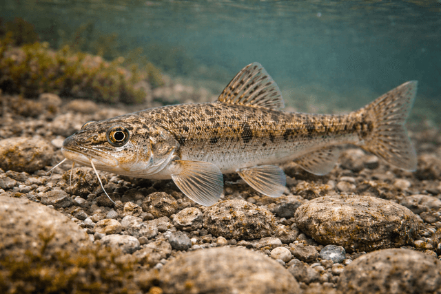 kiełb w rzece Krutynia