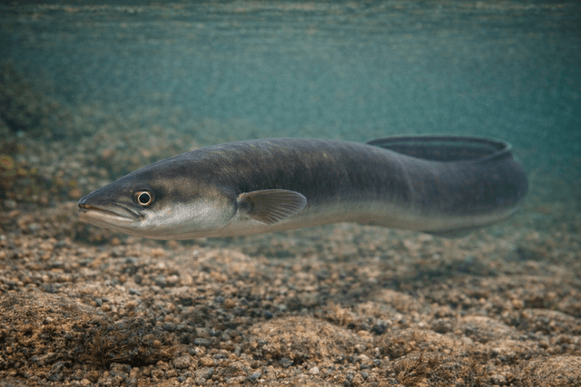 Węgorz w toni jeziora Krutyńskiego na szlaku Krutynia
