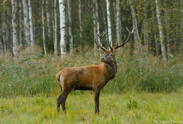 Jeleń szlachetny w Puszczy Piskiej nad brzegiem rzeki Krutynia – dzika przyroda na Mazurach.