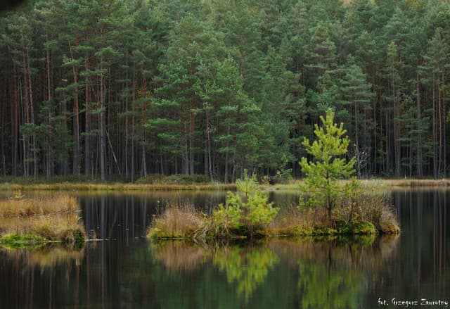 Pływające wyspy w rezerwacie Zakręt